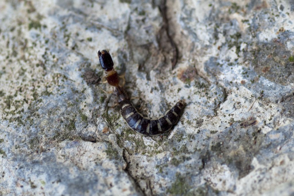 Larva coleottero?: no di Raphidioptera: Parainocella bicolor